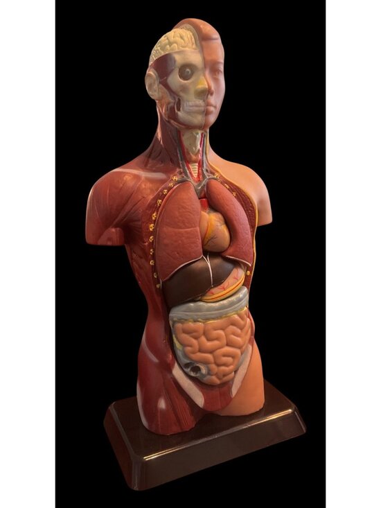 EDU Other - Human Anatomy Model Removable Organs Detailed Internal Systems Science Educati